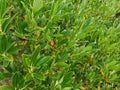 Field of Green Leafy Plants with Fall Colored Leaves