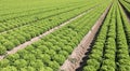 field of green lettuce ordered by rows on the draining sandy soi Royalty Free Stock Photo