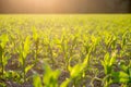 Field of green maize or corn plants backlit by the sun