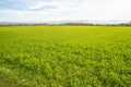 Field of green manure Royalty Free Stock Photo