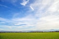 Field of green manure Royalty Free Stock Photo