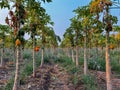 A field of green papaya, (Carica papaya) trees with some brown leaves