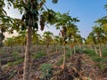 A field of green papaya, (Carica papaya) trees with some brown leaves