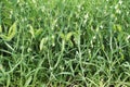 Field of green pea pods. agricultural landscape. Royalty Free Stock Photo