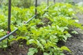 Field of green potato bushes. Rows on Potato field with green bushes. potato bushes in the garden. Automatic watering in a potato Royalty Free Stock Photo