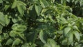 Field of green potato plants cultivated for their tuberous crop Royalty Free Stock Photo