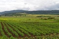 Field with Green Potato Plants