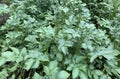 field of green potato plants Royalty Free Stock Photo