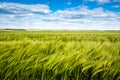 green rye, cereal, in the wind against the cloudy sky Royalty Free Stock Photo