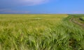 Field of green rye, spikelets of cereals sway in the wind, Ukraine