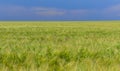 Field of green rye, spikelets of cereals sway in the wind, Ukraine