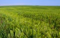 Field of green rye, spikelets of cereals sway in the wind, Ukraine