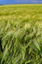 Field of green rye, spikelets of cereals sway in the wind, Ukraine