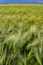 Field of green rye, spikelets of cereals sway in the wind, Ukraine