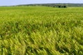 Field of green rye, spikelets of cereals sway in the wind, Ukraine Royalty Free Stock Photo