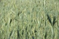 Field of green Rye and Wheat hybrid close up. European summer nature. Selective focus