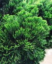 A field of green sabina chinensis plants growing