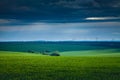 Field with green shoots