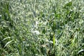 In a field of green spikelets of oats close up