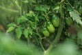 Field with green tomatoes. Bio garden with tomatoes plants. Unripe tomatoes hanging on the plant Royalty Free Stock Photo