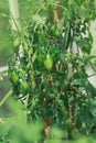 Field with green tomatoes. Bio garden with tomatoes plants. Unripe tomatoes hanging on the plant Royalty Free Stock Photo