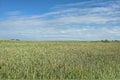 Field of green wheat and blue sky. Nature background Royalty Free Stock Photo