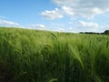 Field of green wheat and a blue sky with white clouds