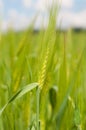 Field of green wheat ears against the blue cloudy sky Royalty Free Stock Photo