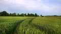 A field of green wheat. Ears of green wheat. Royalty Free Stock Photo