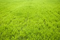 Field of green wheat grass Royalty Free Stock Photo