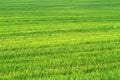 Field of green wheat grass Royalty Free Stock Photo