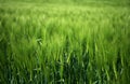 Field of green wheat grass Royalty Free Stock Photo