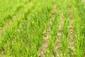 Field of green wheat grass Royalty Free Stock Photo