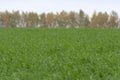 Field of green wheat, grass, background trees, autumn Royalty Free Stock Photo