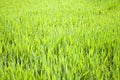 Field of green wheat grass  close-up Royalty Free Stock Photo