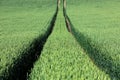 Field of green wheat. Wheat grows on a hill. Agriculture