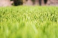 Field of green wheat plant stands tall with the setting sun Royalty Free Stock Photo