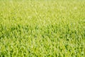 Field of green wheat plant stands tall with the setting sun Royalty Free Stock Photo