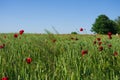 Field of green wheat and red poppies under the sun