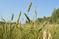 Field of green wheat and rye ears against a blue sky Royalty Free Stock Photo