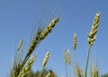 Field of green wheat and rye ears against a blue sky Royalty Free Stock Photo
