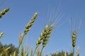 Field of green wheat and rye ears against a blue sky Royalty Free Stock Photo