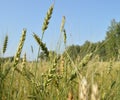 Field of green wheat and rye ears against a blue sky Royalty Free Stock Photo