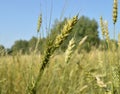 Field of green wheat and rye ears against a blue sky Royalty Free Stock Photo