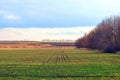 Field of green wheat rye rows on the edge of oak trees line, cloudy sunny sky, spring Royalty Free Stock Photo