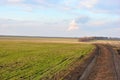 Field of green wheat rye rows on the edge of oak trees line, road along, cloudy sunny sky Royalty Free Stock Photo