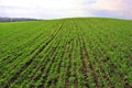 Field of green wheat rye rows on the hill, edge of oak trees line in horizon, cloudy sunny sky, spring Royalty Free Stock Photo