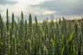 A field of green wheat. Summer countryside landscape.