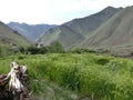 Field of green wheat  in the valley of Markah in Ladakh, India. Royalty Free Stock Photo