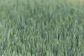 Field of a green wheatfield